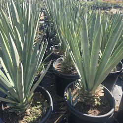 Agave Blue Tequila