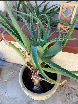 Large Aloe Vera Plant