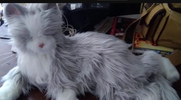 Look For A Joy For Cats For Dementia/elderly Cat Used