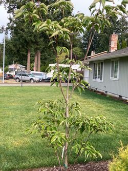 Dogwood tree