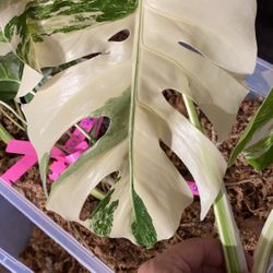 Fresh Shipment of Monstera Albo Cuttings
