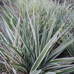 3 gallon Variegated grass $5