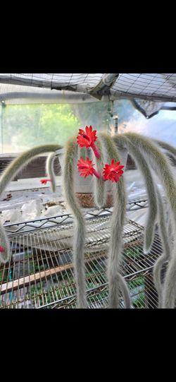 Monkey 🐒 🙈 🙊 🐵 🙉 tail cactus