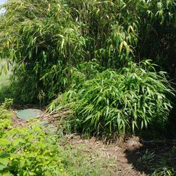 FREE Bamboo