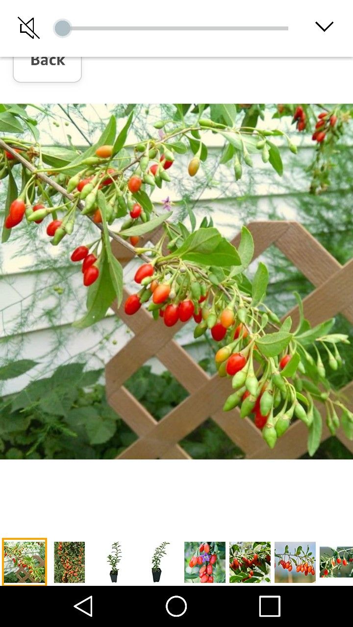 Goji Red Berry Wolfberry 3gallon 4ft Fully Grown Plant