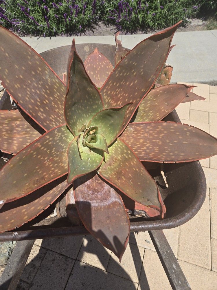 Scullent $5.00