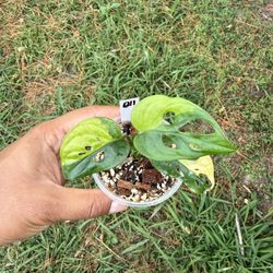 Monstera Adansonii Aurea Variegated 