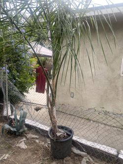Palm tree