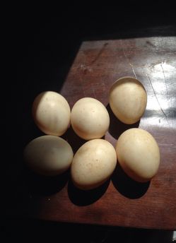 Free range duck eggs