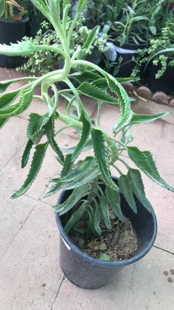 Mother of thousands plant