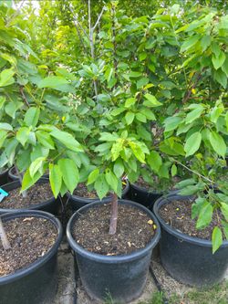 Cherries 25 Gallons