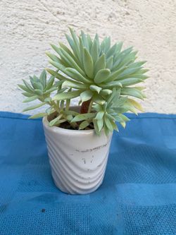 Succulent Plant For Your Loved One