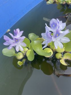 Hyacinth 🪻 Plant 🪴 