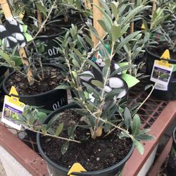 Arbequina Olive 1 Gal Seft Fruitful Plant Tree