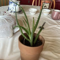 Healthy Aloe Vera Plant in Pot – Great for Indoors or Outdoors!