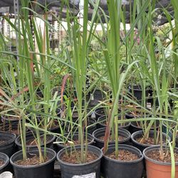 Lemongrass 8$ Pot.  Xả Tím
