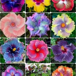 Hibiscus plants$6-$8 Each plant