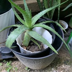 Aloe Vera Plant