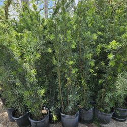 podocarpus  over 6 feet tall Instant Privacy Hedge For Fence Green Full Ready for planting