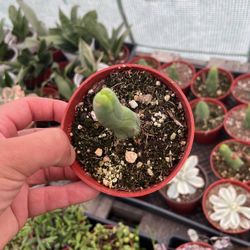 pp cactus (penile cactus) richard cactus | 4”