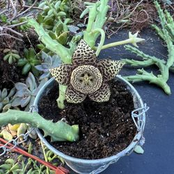 Starfish Plant