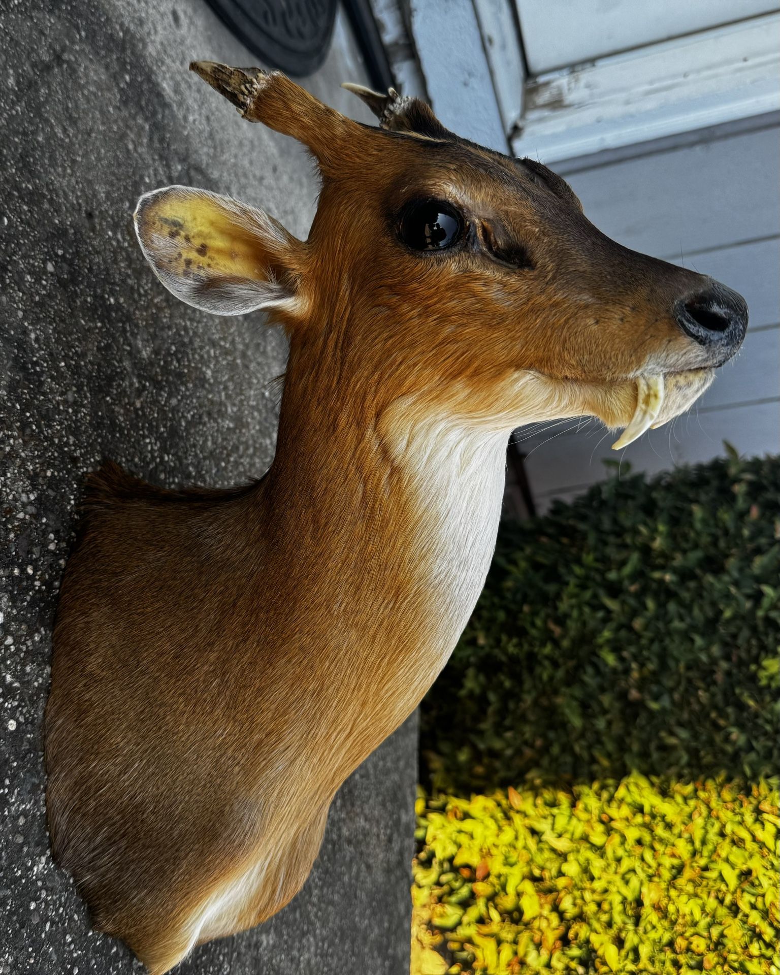 Taxidermy Muntjac
