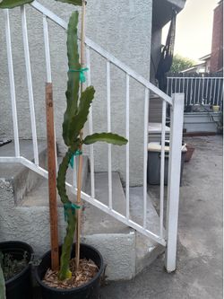 Dragon fruit plant-Asunta 5 Paco around 4ft rooted strong base with branches