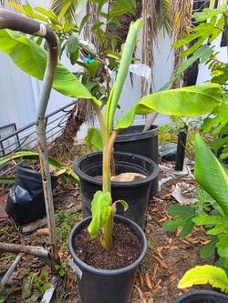 Ice cream Banana plant