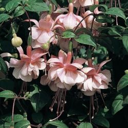 4” South Gate Fucshia Plant