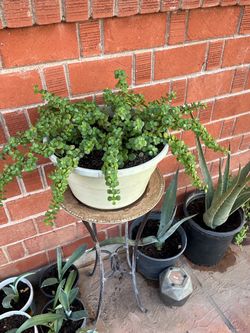 Succulent Elephant Food Aloe Vera Agave