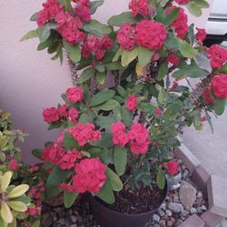 Corona De Cristo Flor Roja 