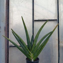 Rare Large Sansevieria "Xaskul" 27" T By 36" W