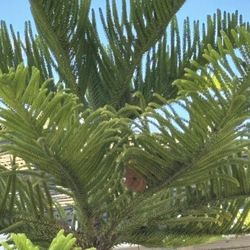 🌲Huge Norfolk Pine Tree🌲