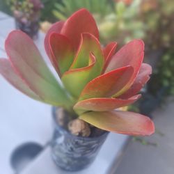 Pretty Flapjack succulent 🪴