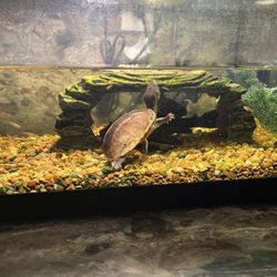 20 Gallons Aquarium Kit