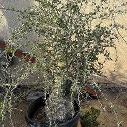 Boojum (Fouquieria columnaris)