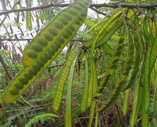Árbol de guajes verdes