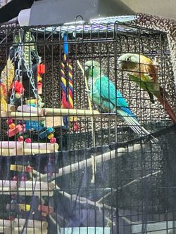 Bird Cage Large and Medium Cages