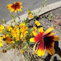 *Mix* $3.00 for Black Eyed Susan Seeds!