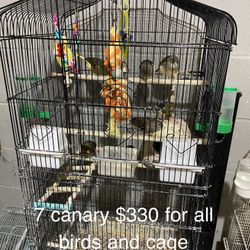 Canary Birds 