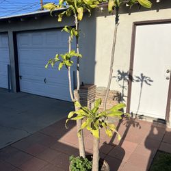 7” Dracaena Plant Corn Tree