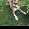Junior