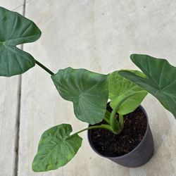 Live & Healthy Alocasia $20. Pick-up In Aurora.