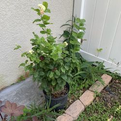 Grand Duke Supreme Jasmine Flower Plant (2-3 Ft Tall)