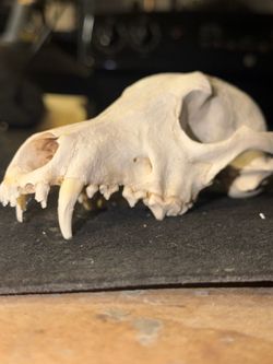 Coyote skull