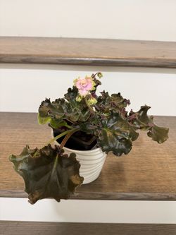 Curley rare and unique African violet pink with yellow edge plant in pot
