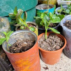 $5-$10 Kalancho Plants In Plastic, Ceramic, Or Cans Of Varying Condition 