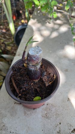 Sweet Purple Sugarcane rooted cuttings