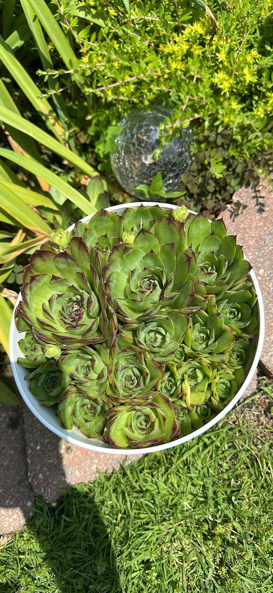 Hens & Chicks