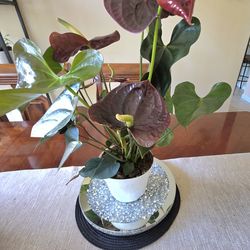 🌿Anthurium Chocolate🌿